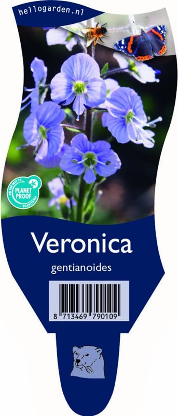 Veronica gentianoides - P11